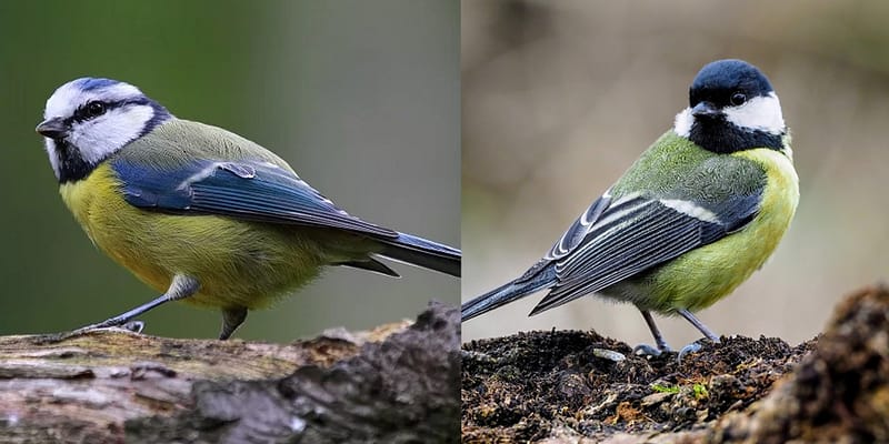 Pimpelmees Versus Koolmees Wie Is Wie Vogelhuisjes Nl