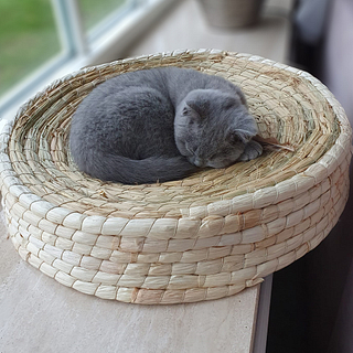 grijze kitten op poef van maisblad