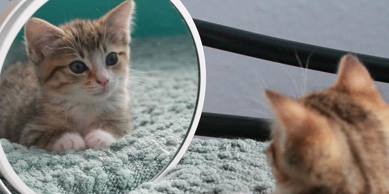 kitten kijkt in spiegel