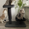 drie katten bij een zwarte krabpaal met twee niveaus