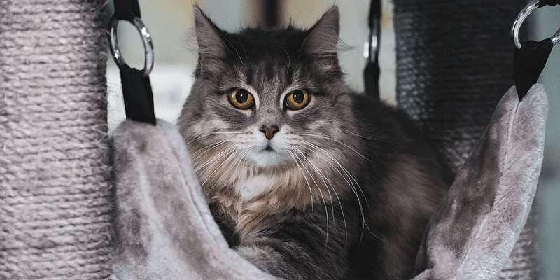kat in een kattenhangmat