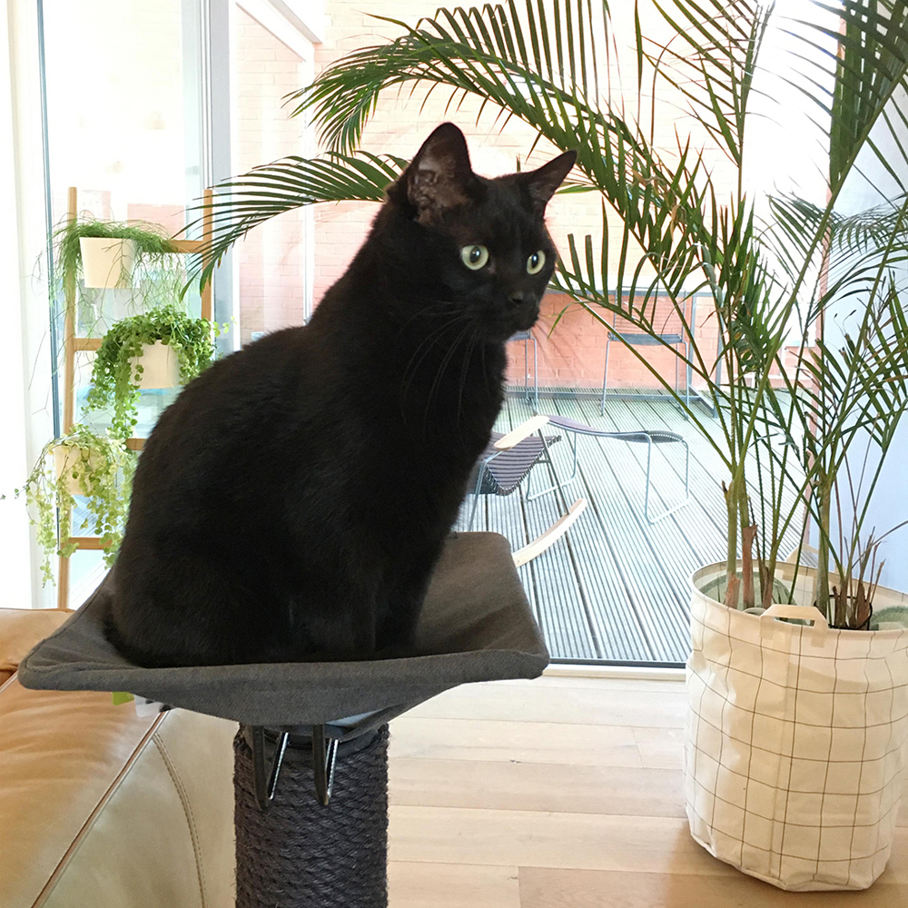 zwarte kat op grijze kattenpaal in woonkamer