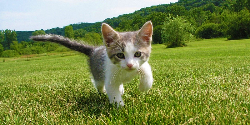 kitten loopt op grasveld