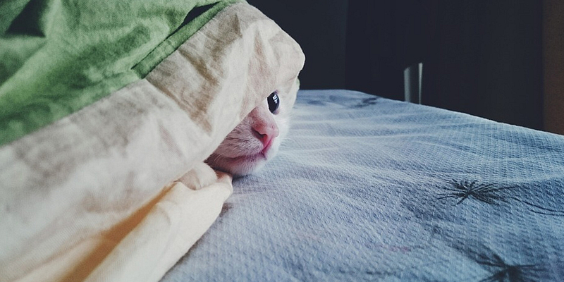 kat onder de dekens
