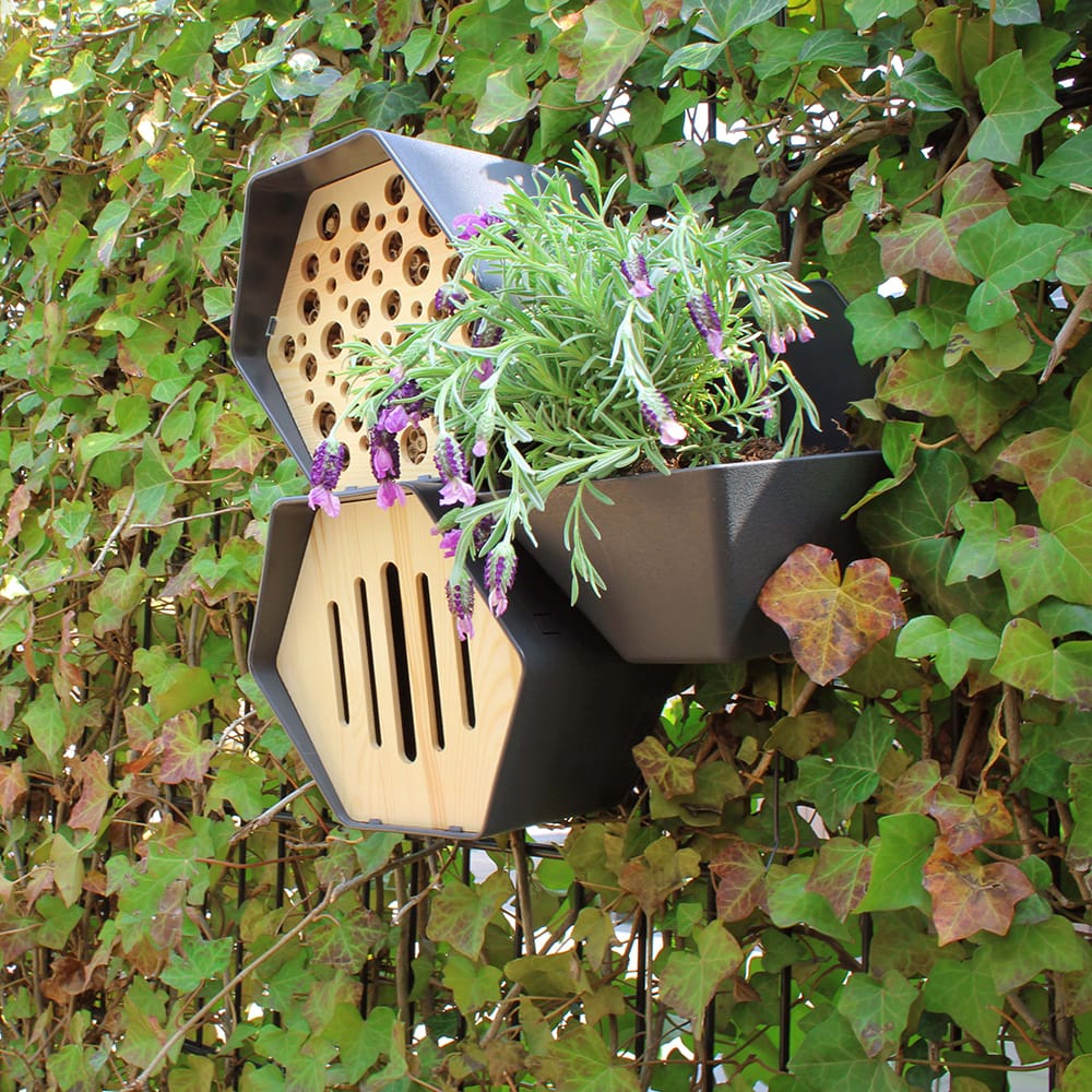 muur met klimop met plantenbak, bijenhuis en vlinderkast in hexagon vorm