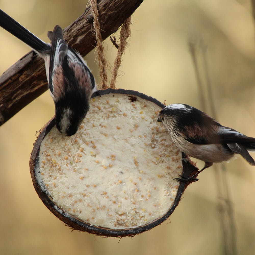 Halve kokosnoot gevuld met vet met twee vogels die ervan eten
