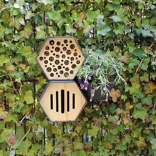 muur met klimop met plantenbak, bijenhuis en vlinderkast in hexagon vorm
