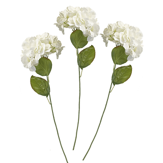 drie witte hortensia's op groene stengels met bladeren