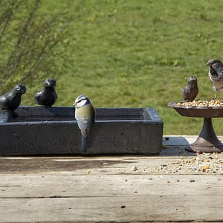 tafel met vogelvoer en een vierkant vogel badje