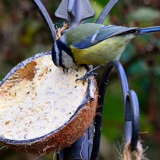 Halve kokosnoot gevuld met vet met een vogel die ervan eet