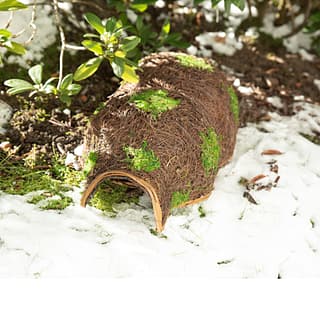 egelgrot bedekt met mos en riet in de sneeuw