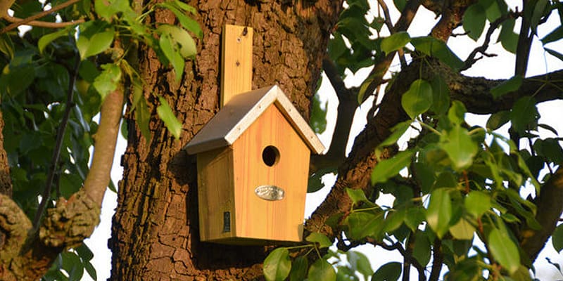 vogel huis aan boom