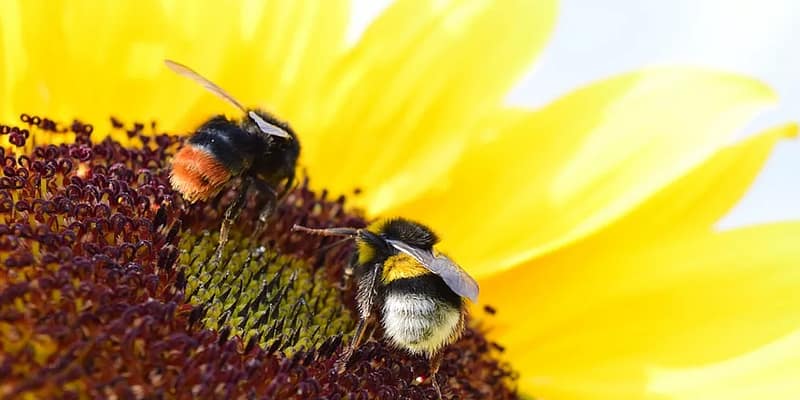 twee bijen op een zonnebloem