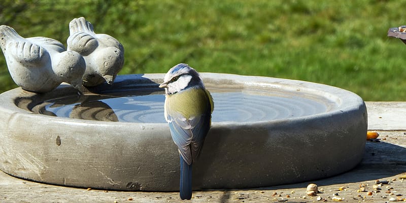 pimpelmeesje op de rand van een betonnen vogelbad