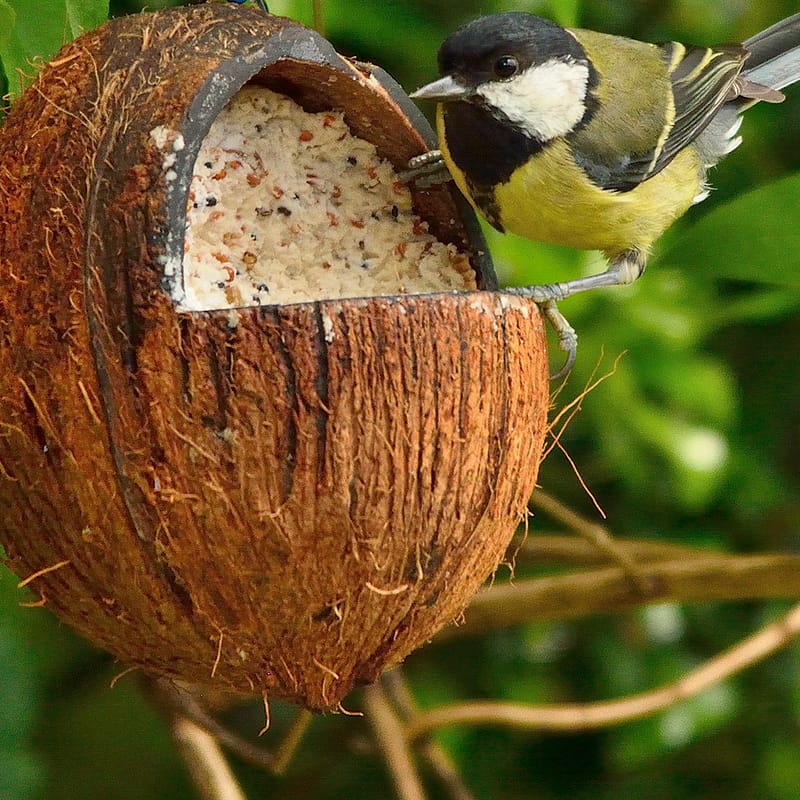 Kokosnoot gevuld met vet met een vogel die ervan eet