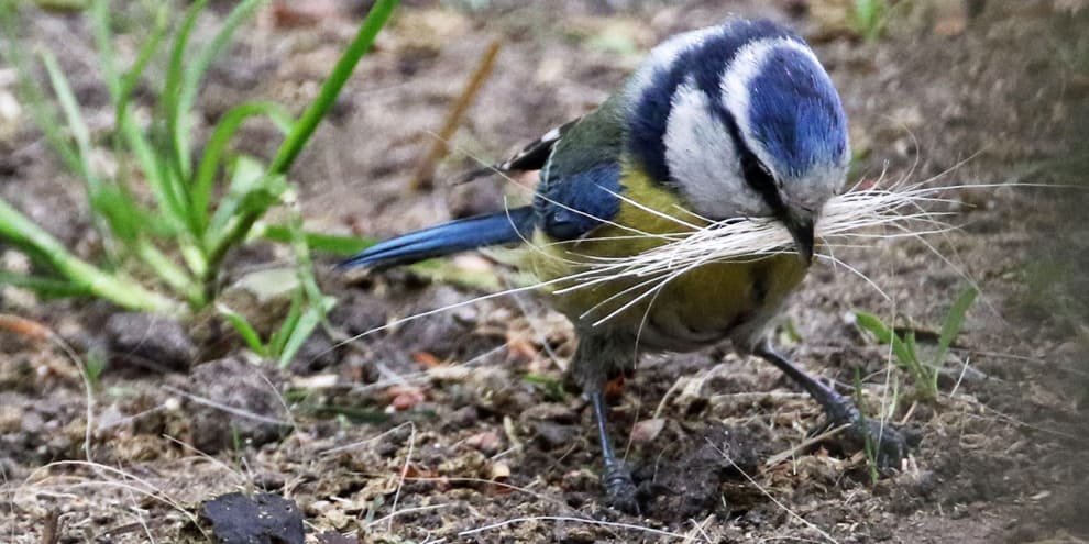 Welk Nestmateriaal Gebruiken Vogels Voor Hun Nest? | Vogelhuisjes.Nl