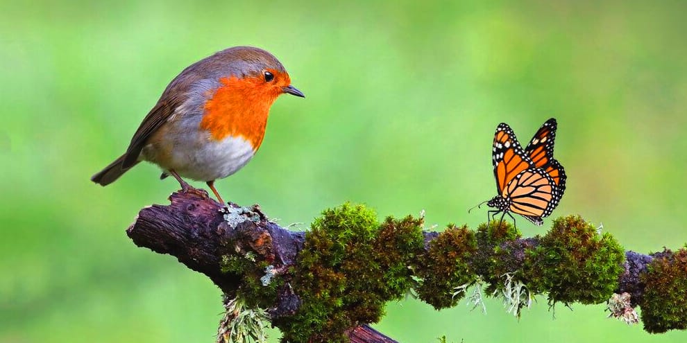 Twee Vliegen, Één Klap: Meer Vlinders Én Vogels In De Tuin | Vogelhuisjes.Nl