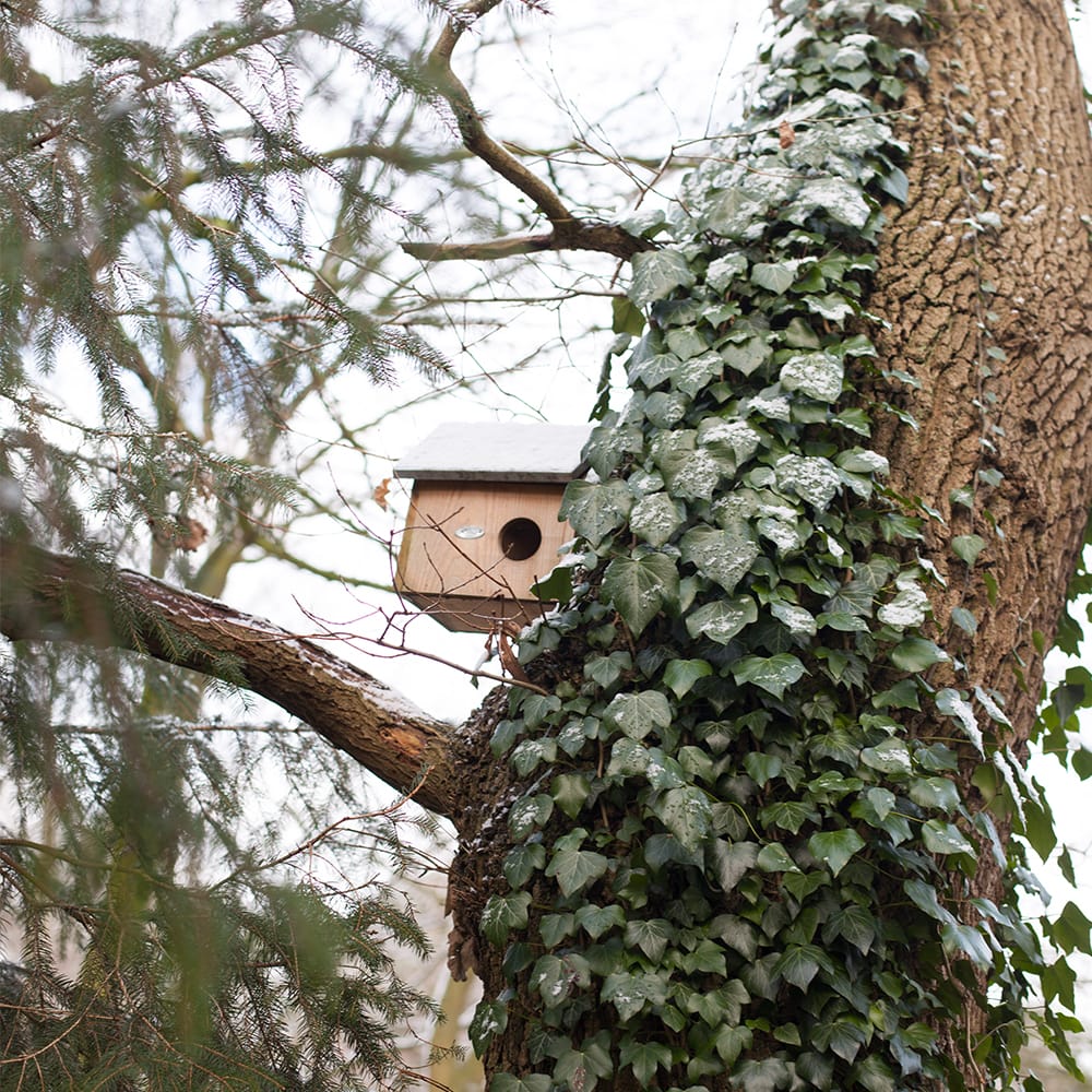 huisje voor eekhoorn in boom